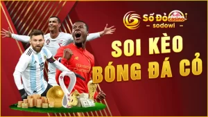 soi-kèo-bóng-đá-cỏ